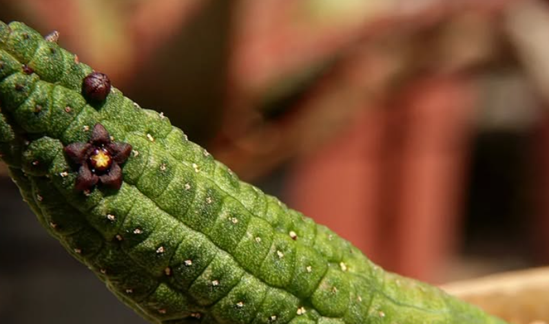 Echidnopsis dammanniana 5 Seeds