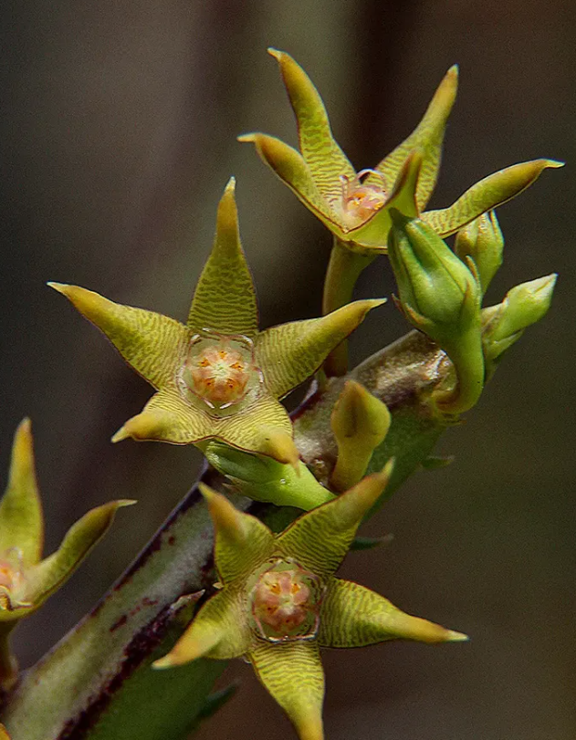 Caralluma sarkaria 5 Seeds