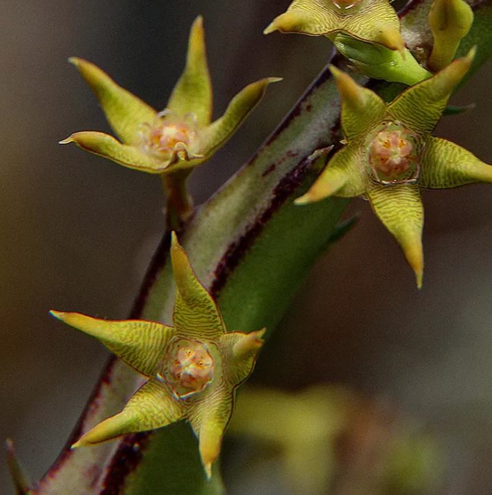 Caralluma sarkaria 5 Seeds