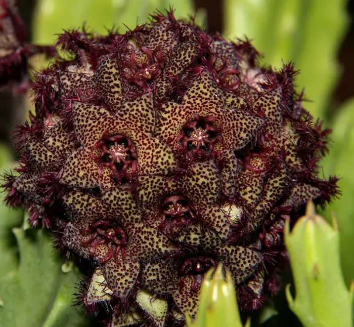 Caralluma foulcheri-delboscii var. greenbergiana 5 Seeds