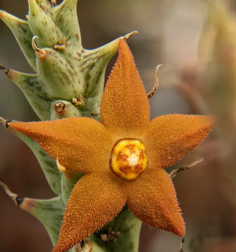 Orbea sprengeri 6 Seeds