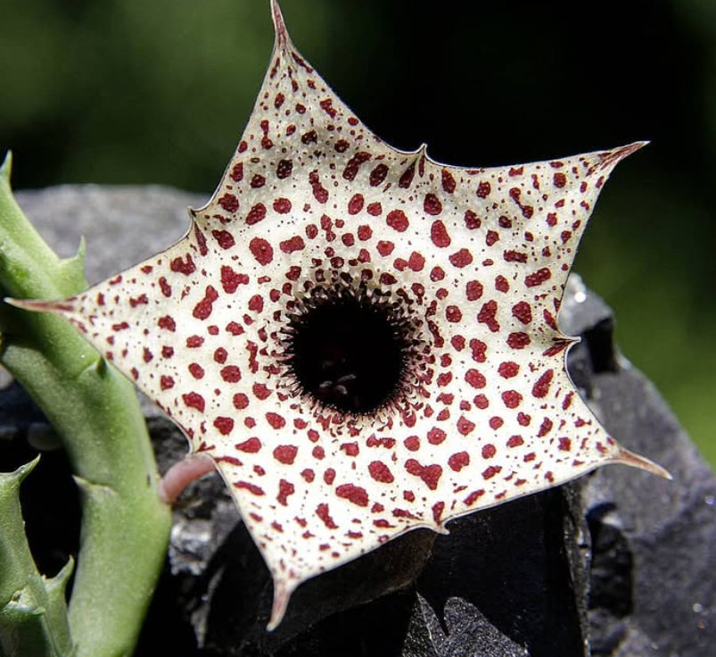 Huernia occulta 5 Seeds