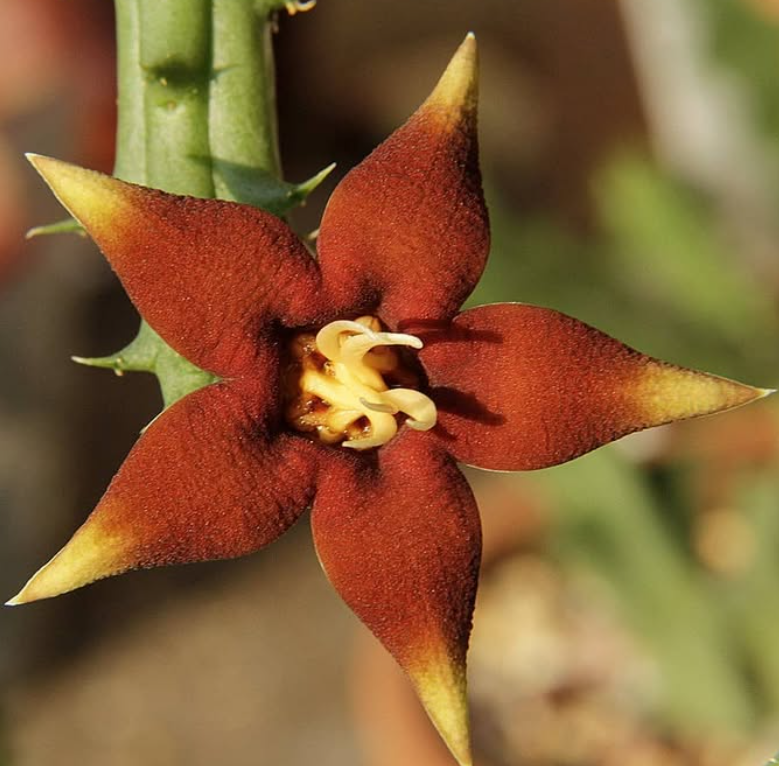 Piaranthus atrosanguineus 5 Seeds