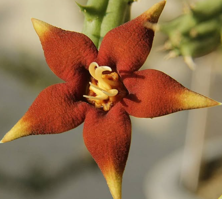 Piaranthus atrosanguineus 5 Seeds