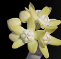 Sarcostemma viminale 6 Seeds