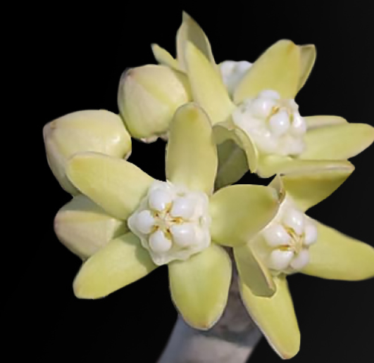 Sarcostemma viminale 6 Seeds