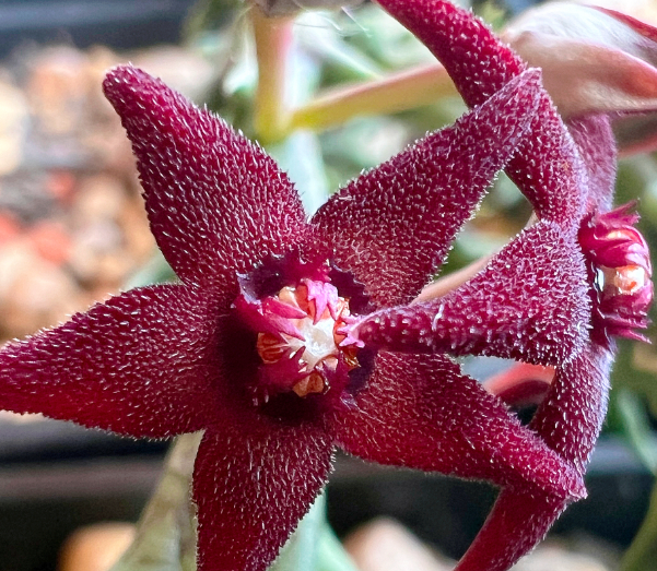 Orbea subterranea 6 Seeds