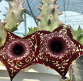 Huernia ‘Red Glass’ 5 Seeds