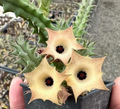 Huernia ‘Pink Moon’ 5 Seeds