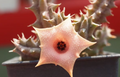 Huernia ‘Strawberry Mousse’ 5 Seeds