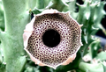 Huernia Erectiloba 5 Seeds
