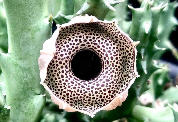 Huernia Erectiloba 5 Seeds