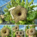 Huernia ‘Cocoa Cheese’ 5 Seeds