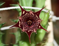 Huernia ‘Kaleidoscope’ 5 Seeds