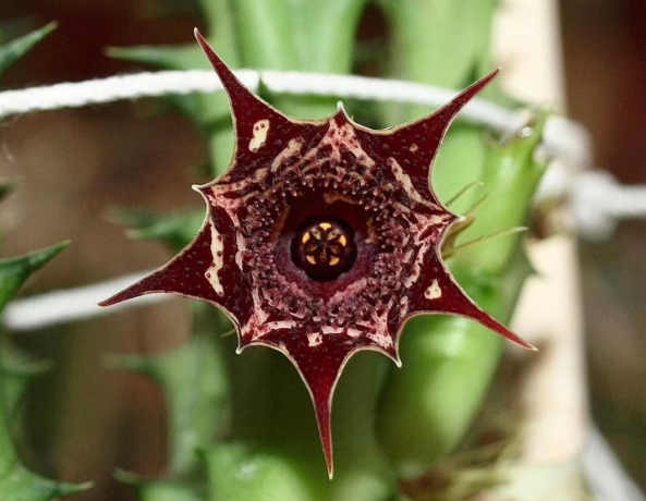 Huernia ‘Kaleidoscope’ 5 Seeds