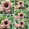 Huernia ‘Strawberry Chips’ 5 Seeds