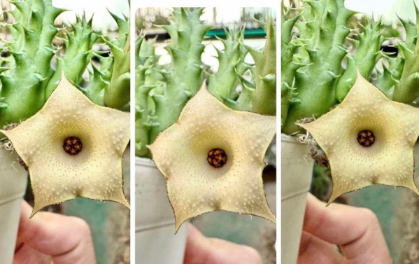 Huernia ‘Lemon Cake’ 5 Seeds