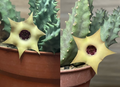 Huernia Egg Pudding 5 Seeds