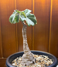 Cyphostemma quinatum 5 Seeds