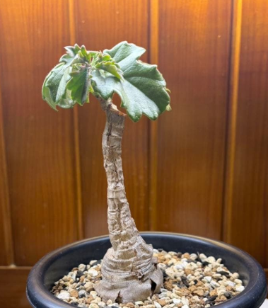 Cyphostemma quinatum 5 Seeds