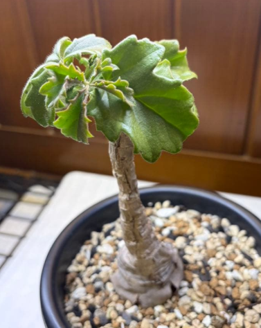 Cyphostemma quinatum 5 Seeds