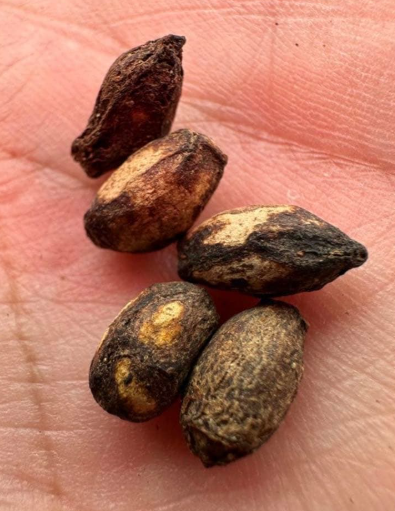 Cyphostemma quinatum 5 Seeds