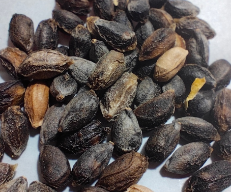 Cyphostemma currorii x bainesii 5 Seeds