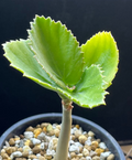 Cyphostemma currorii x bainesii 5 Seeds