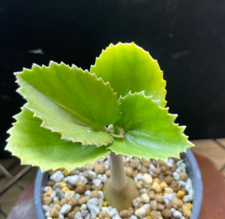 Cyphostemma currorii x bainesii 5 Seeds