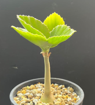 Cyphostemma currorii x bainesii 5 Seeds