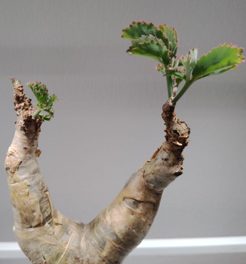 Cyphostemma Bettiforme Somalia 5 Seeds
