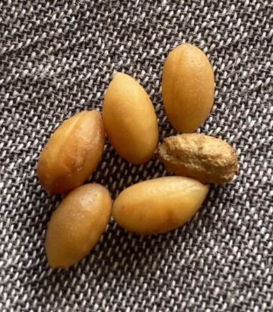 Cyphostemma Bettiforme Somalia 5 Seeds