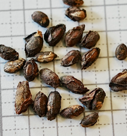 Cyphostemma Uter 5 Seeds