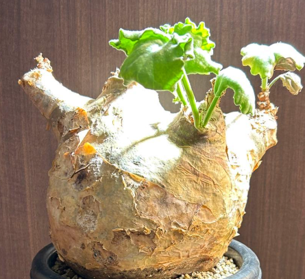 Cyphostemma Uter 5 Seeds