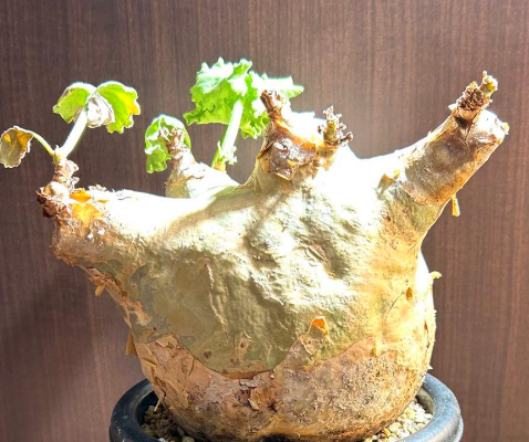 Cyphostemma Uter 5 Seeds