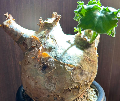 Cyphostemma Uter 5 Seeds