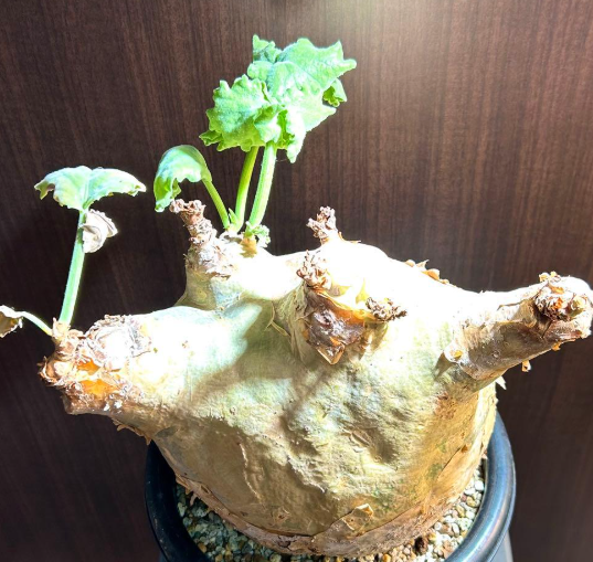 Cyphostemma Uter 5 Seeds