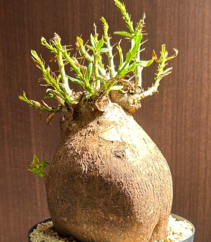 Pachypodium bispinosum 6 Seeds