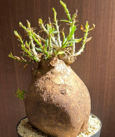 Pachypodium bispinosum 6 Seeds