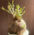 Pachypodium bispinosum 6 Seeds