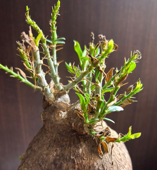 Pachypodium bispinosum 6 Seeds