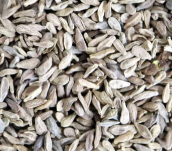 Pachypodium bispinosum 6 Seeds