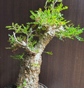 Operculicarya pachypus 7 Seeds