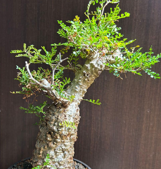 Operculicarya pachypus 7 Seeds