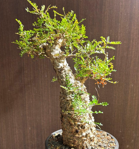 Operculicarya pachypus 7 Seeds