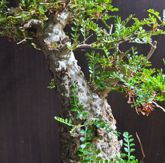 Operculicarya pachypus 7 Seeds
