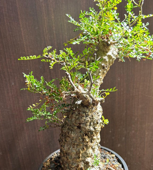 Operculicarya pachypus 7 Seeds