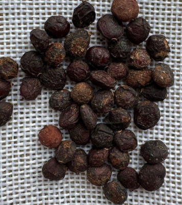 Operculicarya pachypus 7 Seeds