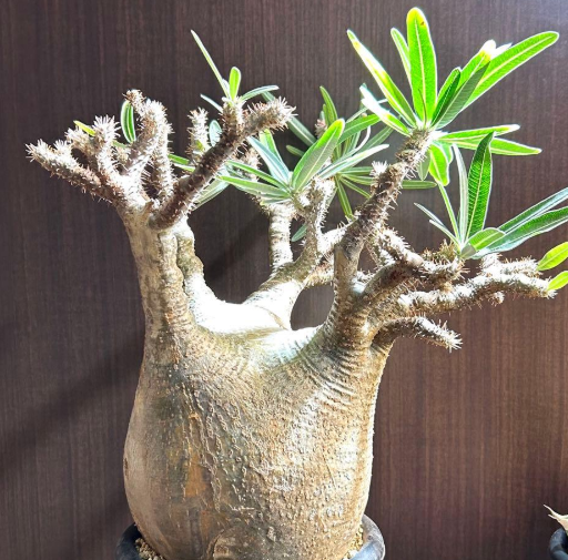 Pachypodium gracilius 6 Seeds