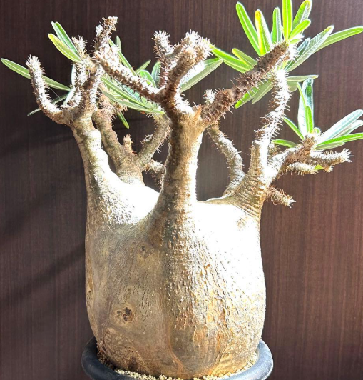 Pachypodium gracilius 6 Seeds